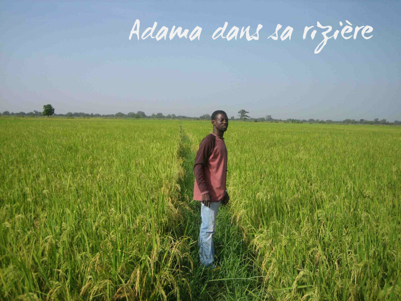 Adama dans sa rizière-réd-txt.jpg