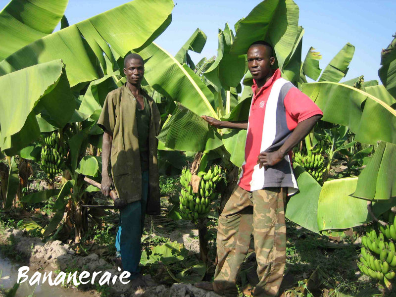 Bananeraie-red-txt.jpg
