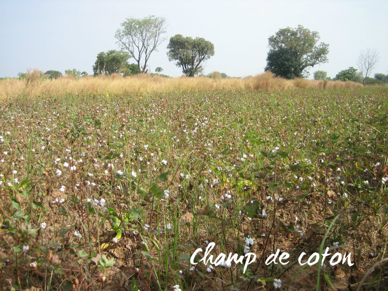 Champ de coton-red-txt.jpg